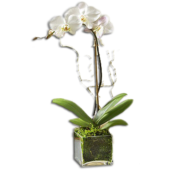 Orquídea en Cubo