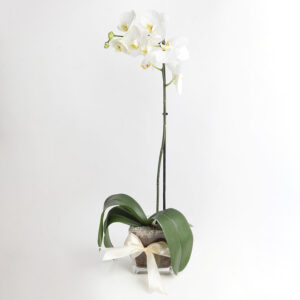 Cubo con Orquidea